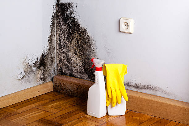 Best Black Mold Removal  in Hawkins, TX